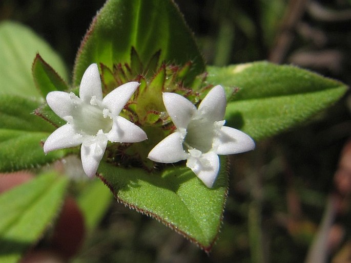 Richardia scabra