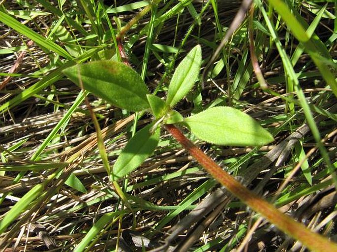 Richardia scabra