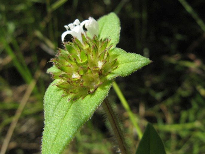 Richardia scabra