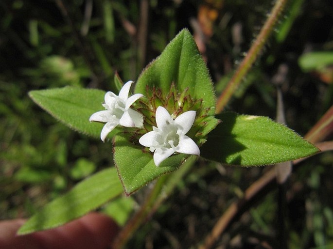 RICHARDIA SCABRA L.