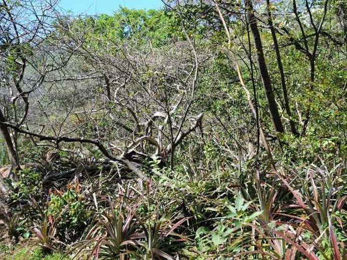 Kostarika, Parque Nacional Rincón de la Vieja