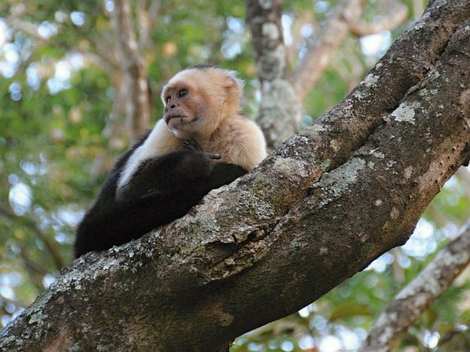 Kostarika, Parque Nacional Rincón de la Vieja