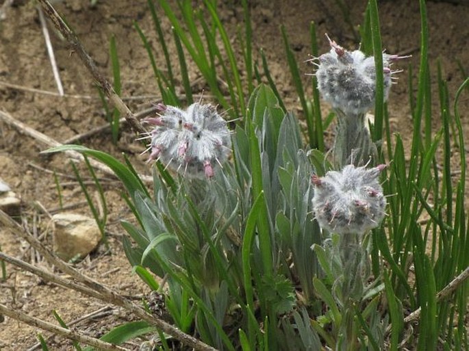 Rindera caespitosa