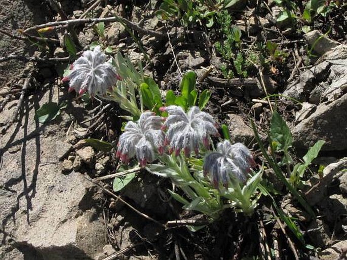 Rindera caespitosa