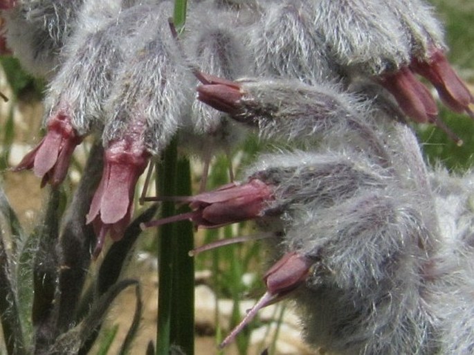 Rindera caespitosa