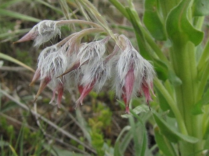 Rindera lanata