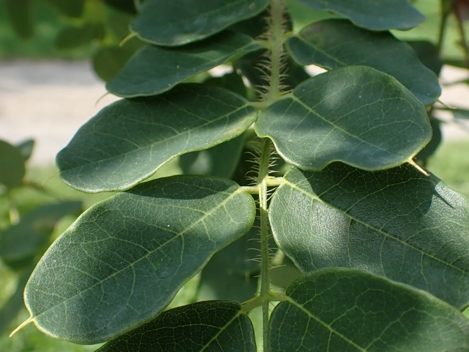 Robinia hispida