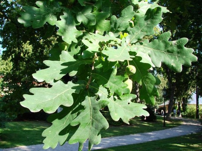 Quercus robur