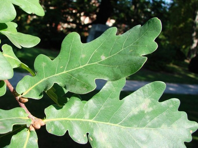 Quercus robur