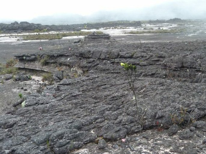 Rogersonanthus quelchii