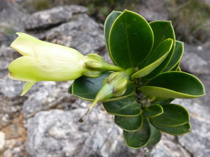 Rogersonanthus quelchii