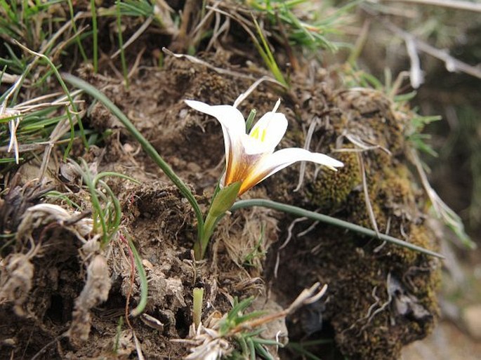 Romulea bulbocodium