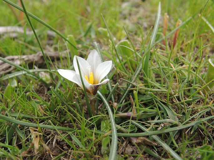 Romulea bulbocodium