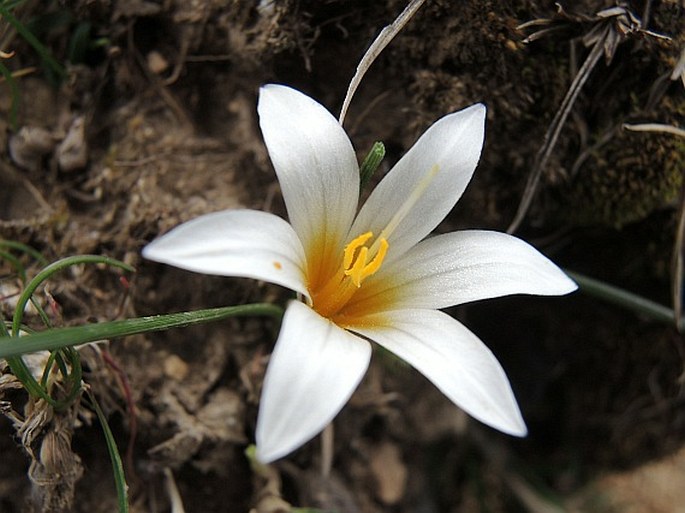 Romulea bulbocodium