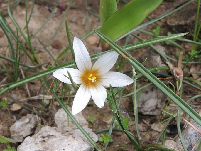 Romulea bulbocodium