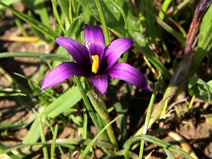 ROMULEA TEMPSKYANA Freyn