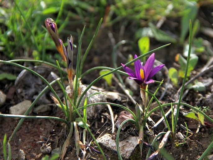 Romulea tempskyana