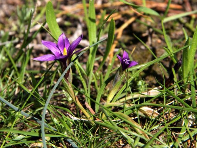 Romulea tempskyana