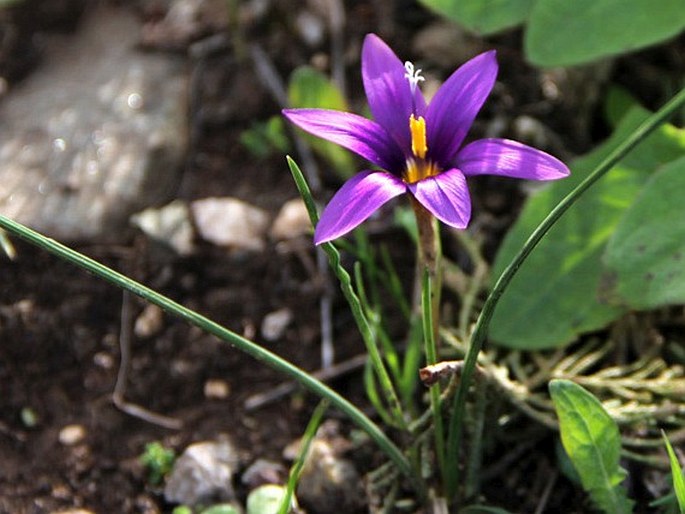 Romulea tempskyana