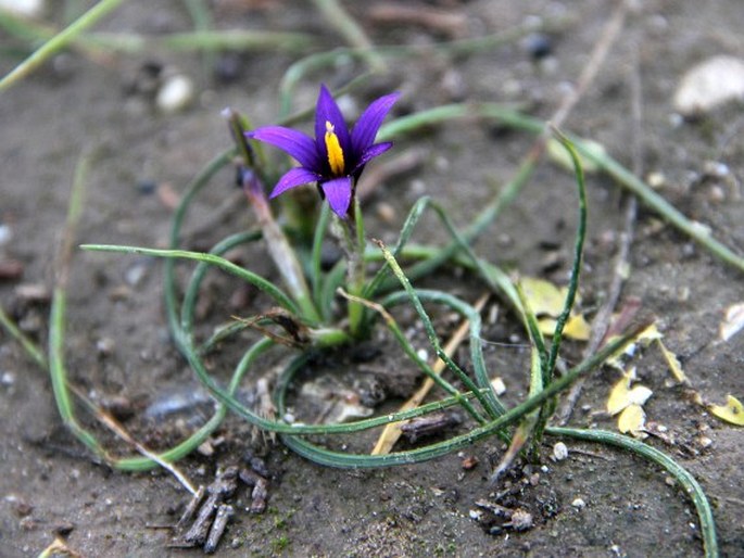 Romulea tempskyana