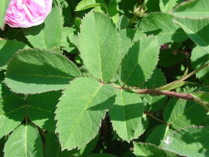 Rosa centifolia