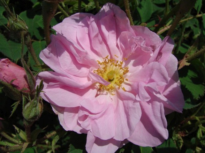 Rosa × damascena