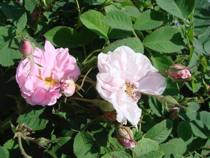 Rosa × damascena