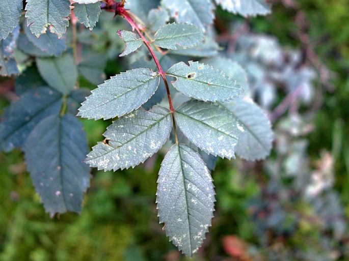 Rosa glauca