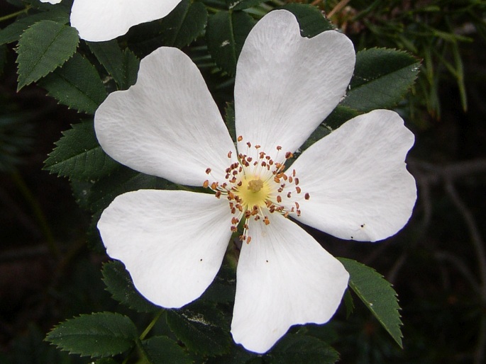 Rosa mandonii