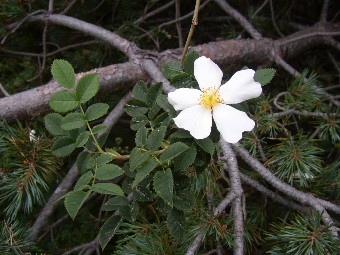 Rosa mandonii