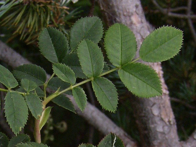 Rosa mandonii