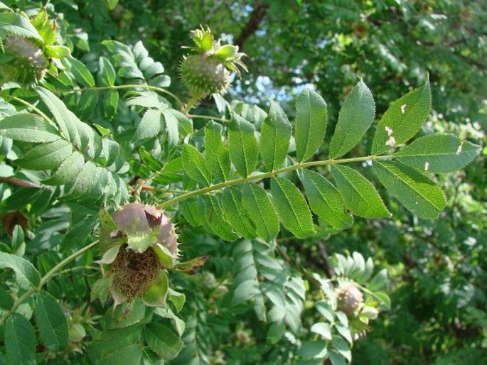 Rosa roxburghii