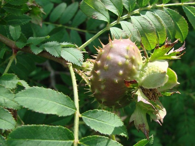 Rosa roxburghii