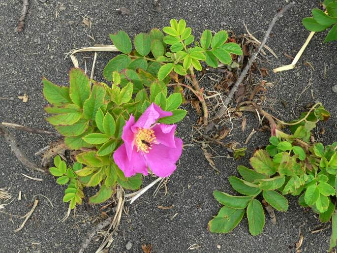 Rosa rugosa