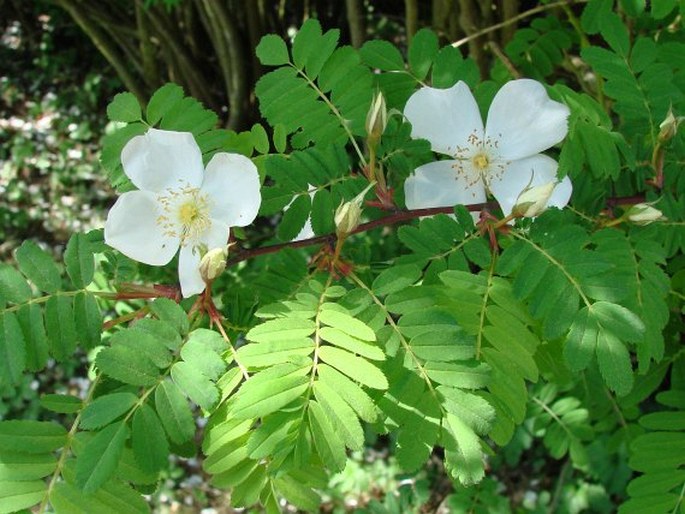 ROSA SERICEA Wall. Ex Lindl. – Růže / Ruža | BOTANY.cz