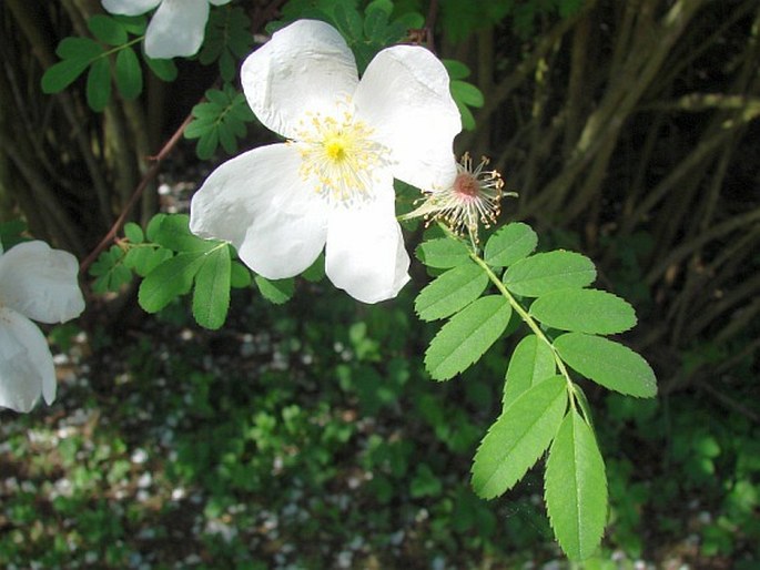 Rosa sericea