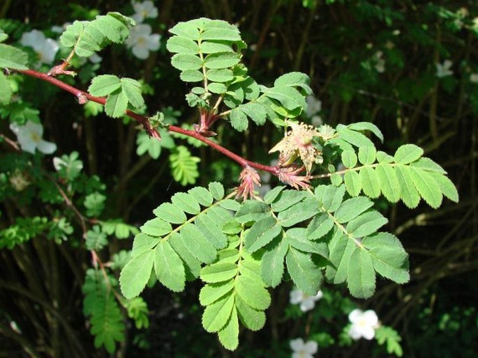 Rosa sericea