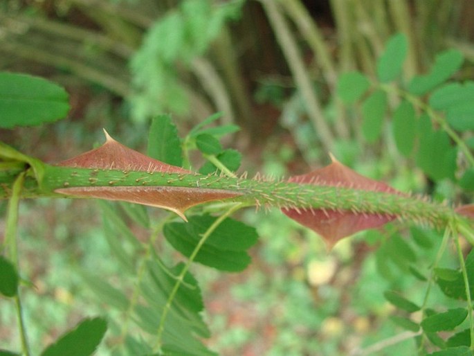 Rosa sericea