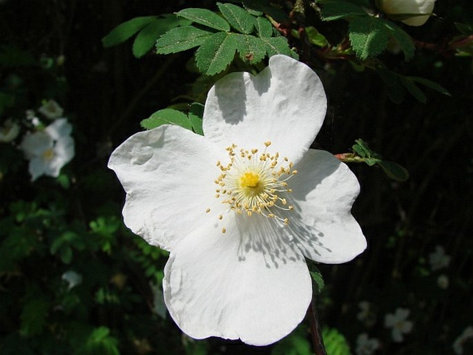 Rosa sericea