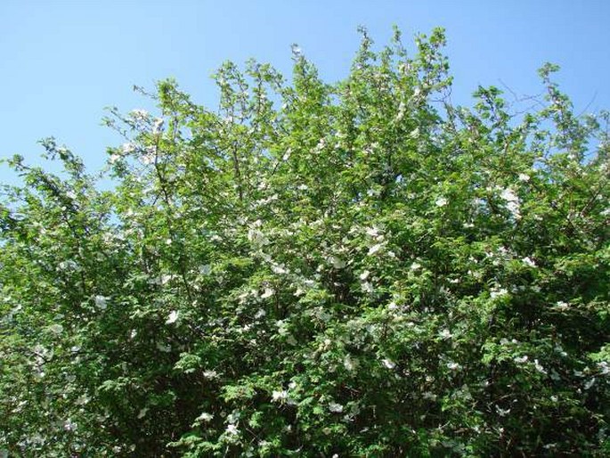 Rosa sericea