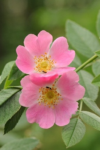 Rosa sherardii