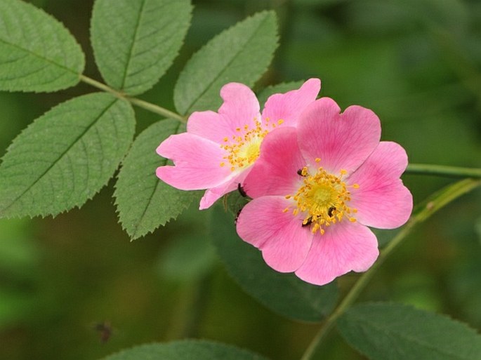 ROSACEAE Juss. – růžovité