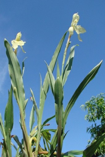 Roscoea cautleoides