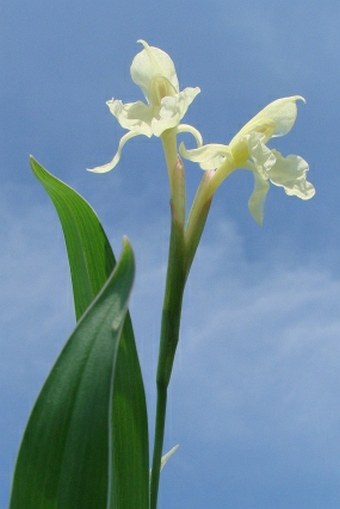 Roscoea cautleoides