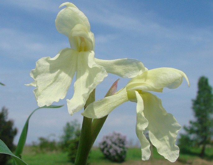 ROSCOEA CAUTLEOIDES Gagnep.