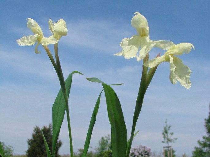 Roscoea cautleoides