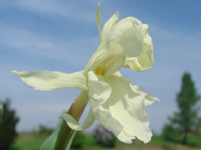 Roscoea cautleoides