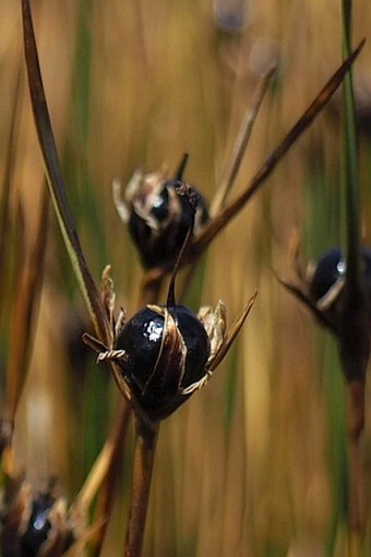 Rostkovia magellanica