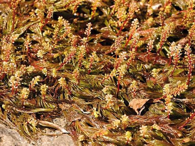 Rotala repens