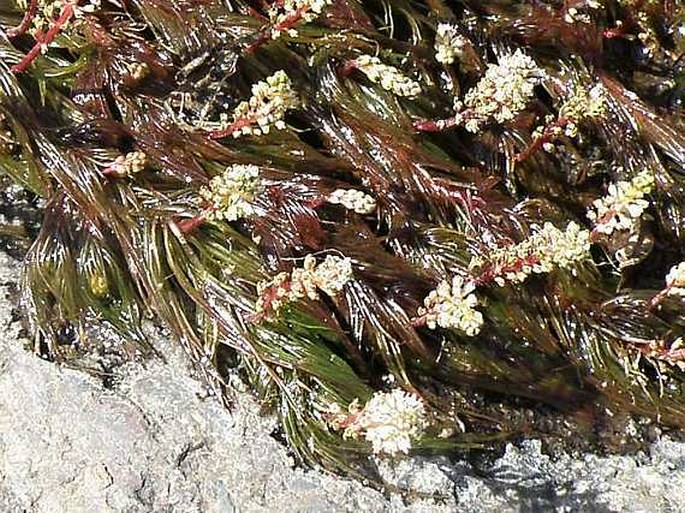 Rotala repens